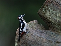 Great spotted woodpecker - A